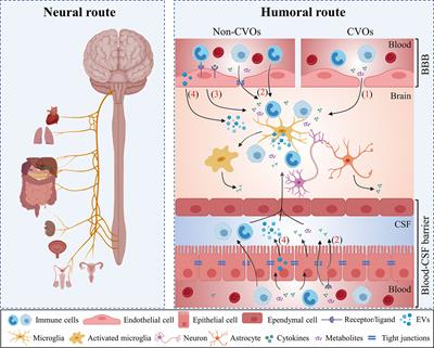 Frontiers | the impact of systemic inflammation on alzheimer’s disease